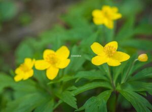 Gallbladder Disease & Herbal Medicine