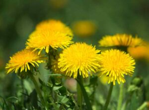 Gallbladder Disease & Herbal Medicine