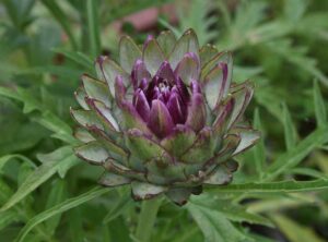 Gallbladder Disease & Herbal Medicine